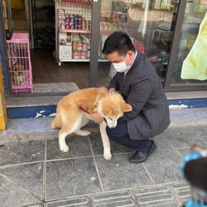Khách kiểm tra bé chó Akita vàng kem tại Chạm Pets Family trước khi đón về nhà mới