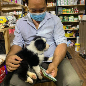 Khách hàng kiểm tra sổ tiêm khi nhận bé Border Collie đen trắng tại Chạm Pets