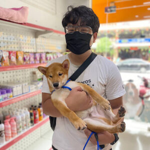 Khách nam bế bé chó Shiba vàng đỏ tại Chạm Pets Family trong ngày nhận bé