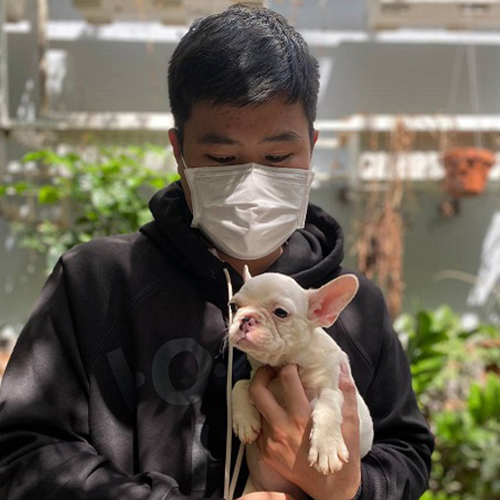 Khách nhận bé chó Bull Pháp con màu trắng tại Chạm Pets