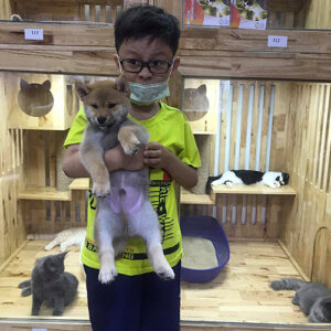 Khách nhỏ tuổi bế bé chó Shiba vàng đỏ tại Chạm Pets Family trong ngày bàn giao