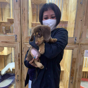 Khách nữ bế bé chó Lạp Xưởng socola tại Chạm Pets Family trong ngày bàn giao