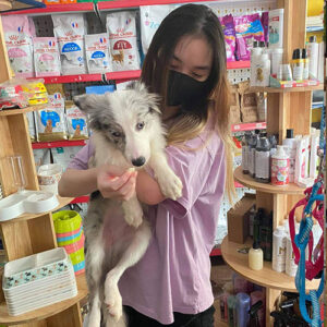Khách hàng nữ bế bé Border Collie blue merle trong buổi bàn giao tại Chạm Pets