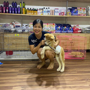 Khách nữ bế bé chó Akita vàng trắng tại cửa hàng Chạm Pets Family trước khi đón về nhà