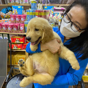 Khách hàng bế và xem bé Golden con tại cửa hàng