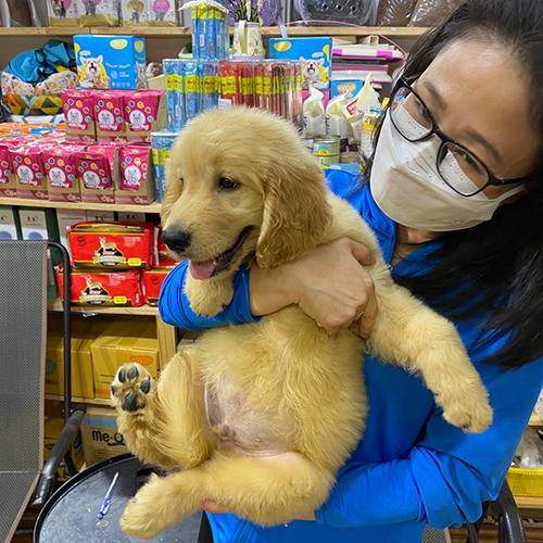 Khách hàng bế và xem bé Golden con tại cửa hàng