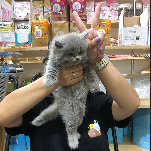 Khách bế mèo Anh lông dài xám xanh tại Chạm Pets