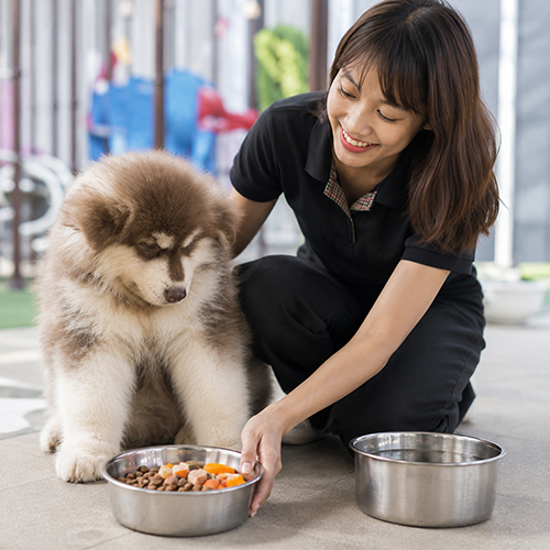 Chuẩn bị khẩu phần ăn cho Alaska con