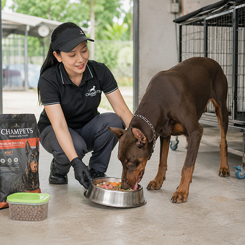 Người chăm sóc chuẩn bị khẩu phần ăn cân bằng cho chó Doberman trưởng thành