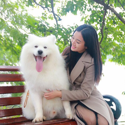 Khuôn mặt cười đặc trưng của chó Samoyed với biểu cảm thân thiện và vui vẻ