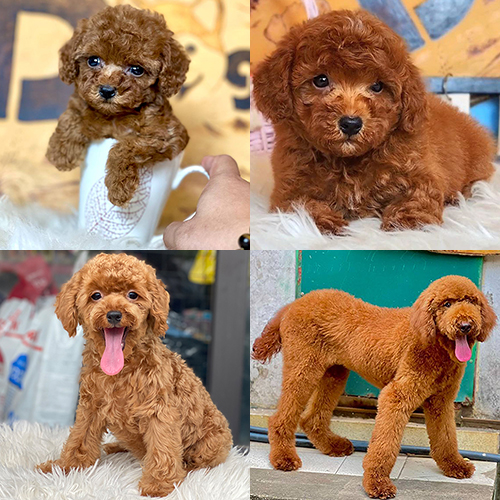Bốn chú chó Poodle có kích thước và độ tuổi khác nhau