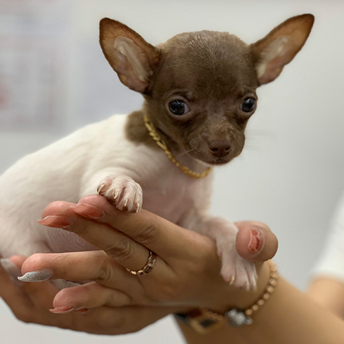 Chó Chihuahua nhỏ màu nâu trắng được bế trên tay để quan sát ngoại hình