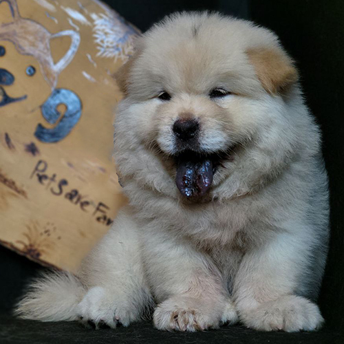 Chó Chow Chow con màu vàng kem ngồi, lưỡi xanh đen