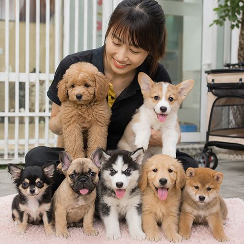 Nhân viên ngồi cùng nhiều chó con để quan sát ngoại hình và tình trạng thực tế