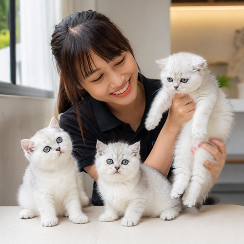Nhân viên kiểm tra nhiều bé mèo Anh lông ngắn silver trước khi chọn mua