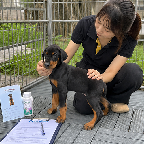 Nhân viên kiểm tra chó Doberman con cùng sổ tiêm và hồ sơ sức khỏe