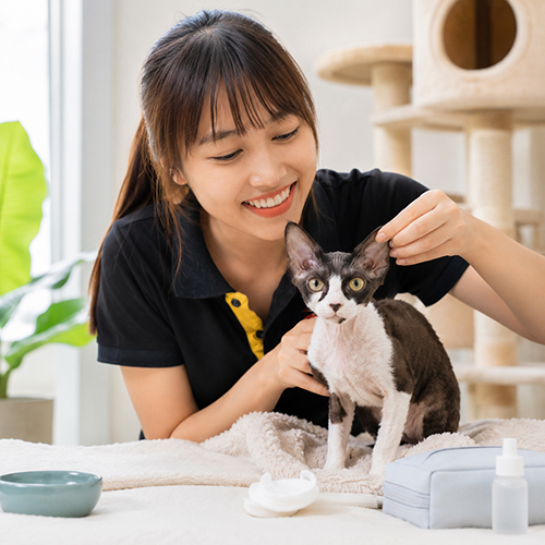 Nhân viên kiểm tra tai cho mèo Devon Rex đen trắng