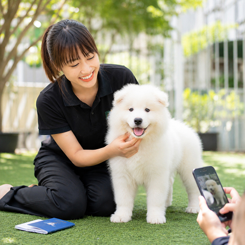 Nhân viên kiểm tra chó Samoyed con khỏe mạnh và hỗ trợ khách xem video thật