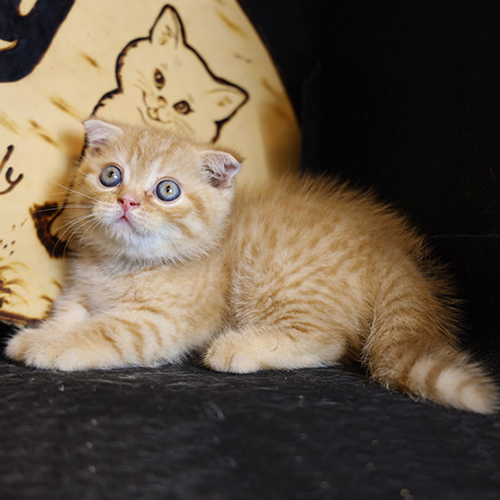 Mèo Munchkin chân ngắn Red Tabby màu vàng chụp toàn thân