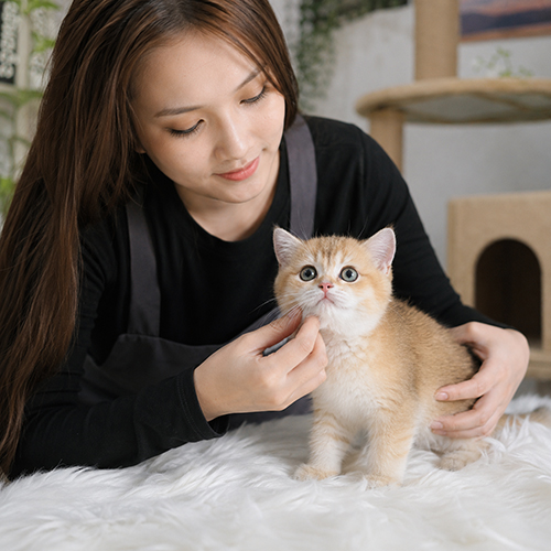Kiểm tra mèo Golden trước khi chọn mua