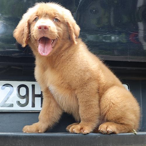 Chó Golden Retriever con màu vàng đậm minh họa các sắc độ lông