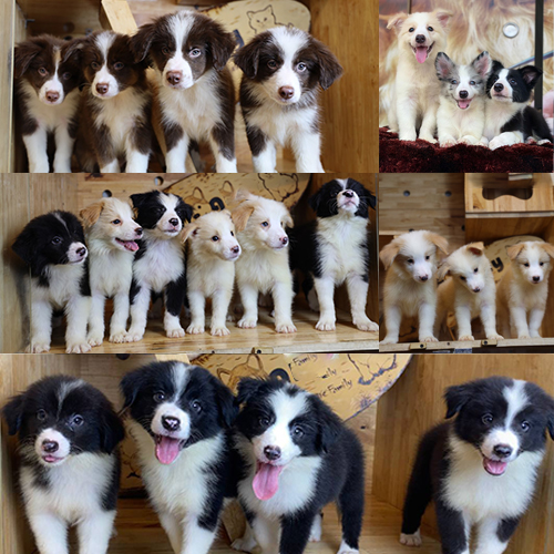Các đàn chó Border Collie thực tế tại Chạm Pets với nhiều màu lông khác nhau