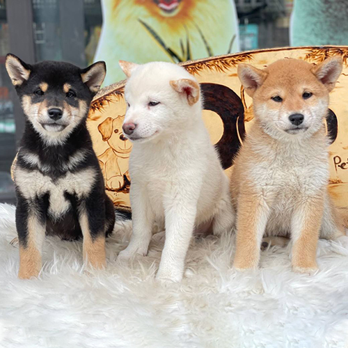 Ba chó Shiba Inu màu đen vàng, trắng kem và đỏ vàng