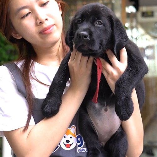 Bé Labrador màu đen nhìn khỏe khoắn và gọn gàng