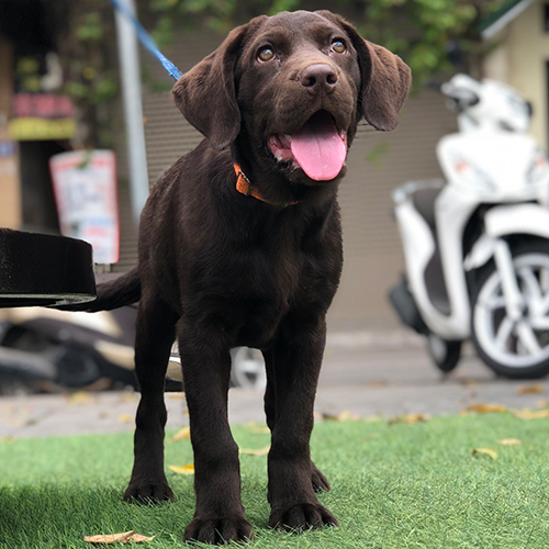 Bé Labrador màu nâu chocolate đứng trên thảm cỏ