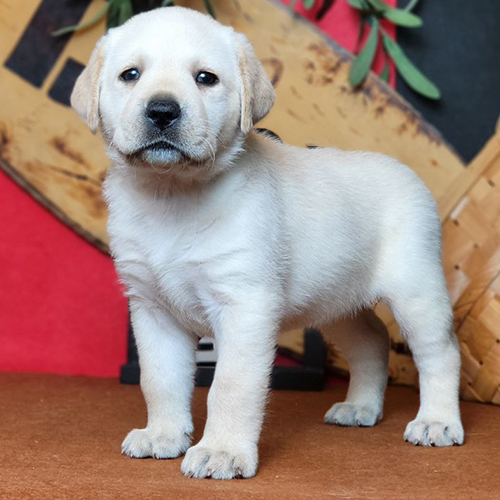 Bé Labrador màu vàng rất nhạt, gần màu kem