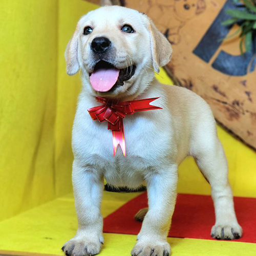  Labrador vàng