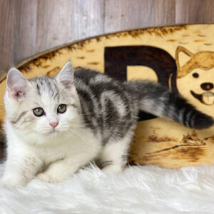 Mèo ALN classic tabby bicolor 2 tháng tuổi