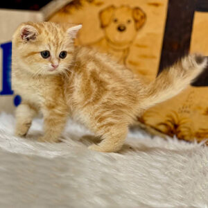 Mèo ALN red classic tabby 2 tháng tuổi