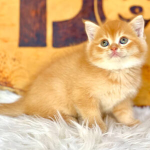 Mèo ALN red tabby 2 tháng tuổi