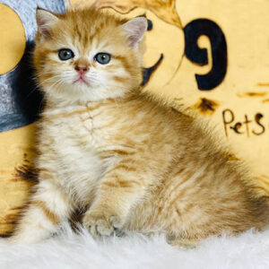 Mèo ALN red tabby 2 tháng tuổi