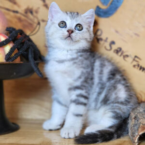 Mèo ALN silver classic tabby 2 tháng tuổi