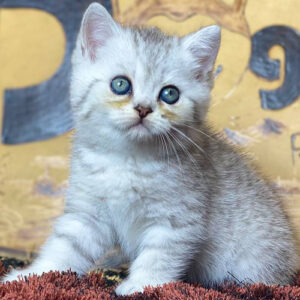 Mèo ALN silver tabby 2 tháng tuổi