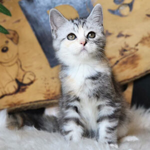 Mèo ALN silver tabby bicolor 2 tháng tuổi