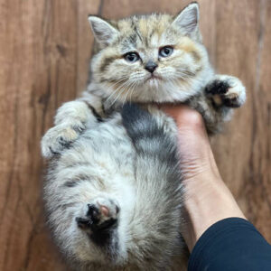 Mèo ALN tam thể tabby 2 tháng tuổi