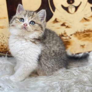 Mèo ALN tam thể tabby bicolor 2 tháng tuổi