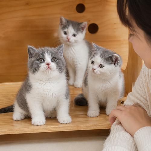 Các bé ALN bicolor được khách xem trước khi chọn nuôi