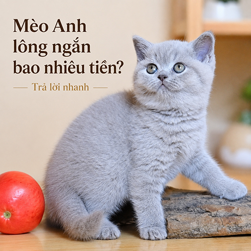Ảnh đại diện bài mèo Anh lông ngắn bao nhiêu tiền