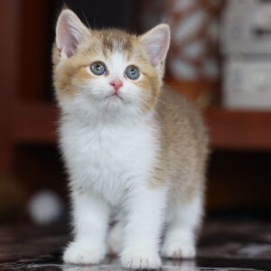Mèo Anh lông ngắn bicolor golden 2 tháng trong bảng giá theo màu lông