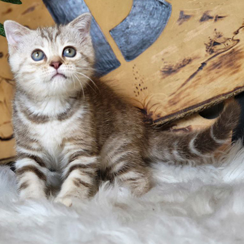 Mèo Anh lông ngắn chocolate tabby, nền nâu và vân rõ