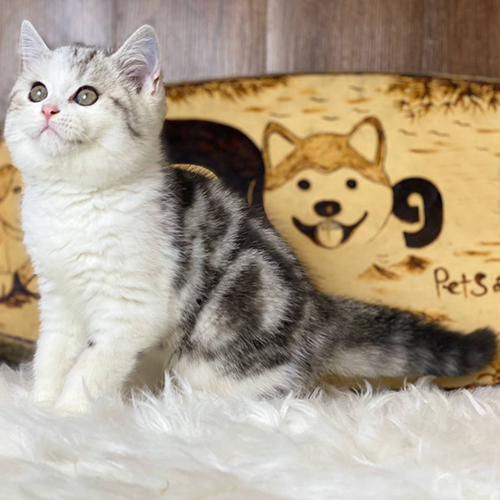 Mèo Anh lông ngắn Classic Tabby bicolor 2,5 tháng tuổi