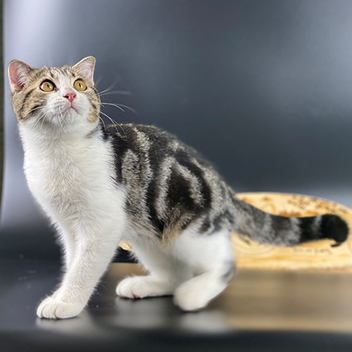 Mèo Anh lông ngắn Classic Tabby bicolor đang di chuyển, vân lông rõ