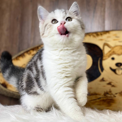 Mèo Anh lông ngắn Classic Tabby bicolor 2 tháng tuổi, lông dày