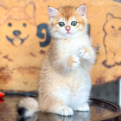 Mèo Anh lông ngắn golden con mặt tròn, lông sáng