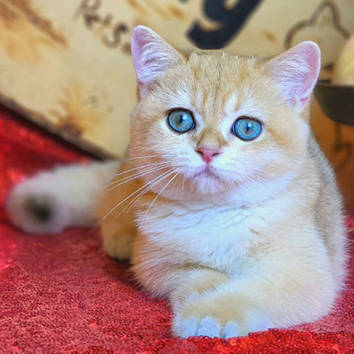 Mèo Anh lông ngắn Golden có đôi mắt sáng và viền mắt rõ