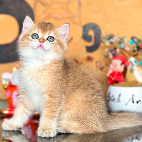 Mèo Anh lông ngắn golden con sắc lông vàng ấm, mắt sáng